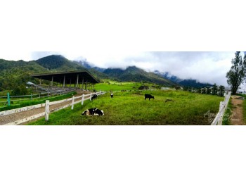 Chillin The Borneo Way